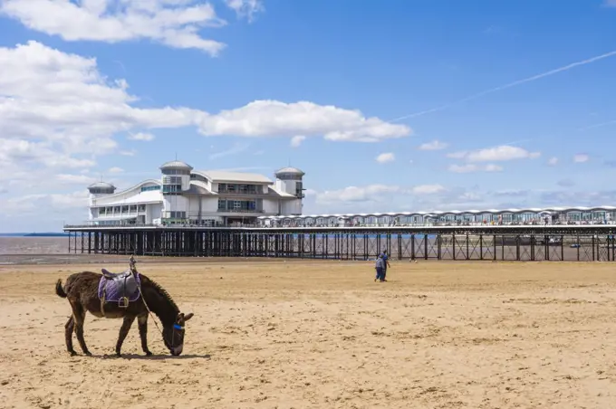 A donkey on the beach at Weston super Mare in front of the Grand Pier.