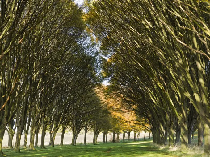 Incandescent Autumn colour in an avenue of trees in Radley in Oxfordshire.