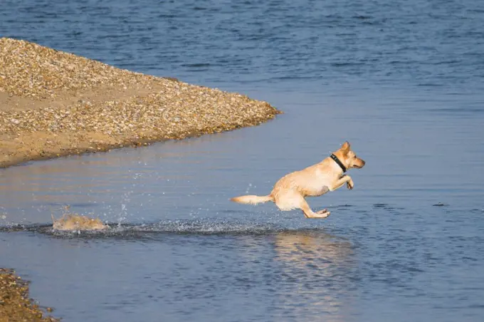 A dog runs into the sea after a ball.