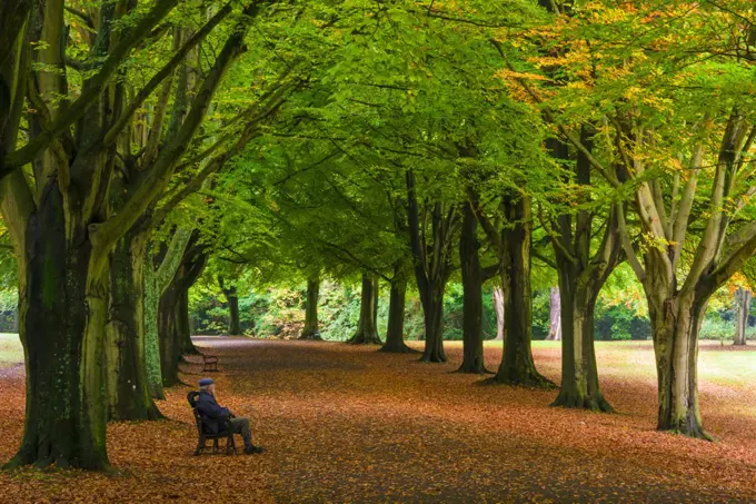 Autumn colour along The Promenade at Clifton Down in Bristol.