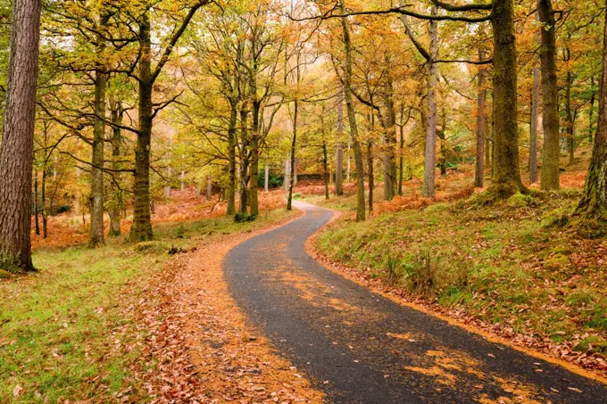 Lane through autumn woodland at Manesty Woods in the English Lake District National Park.