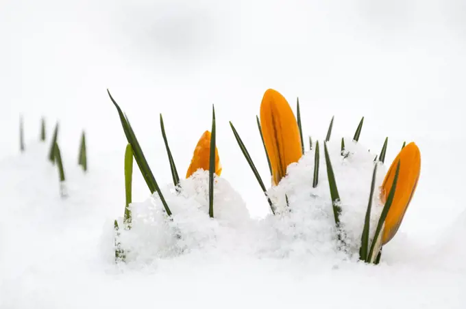 Crocus flowers peep through snow in Leicestershire.