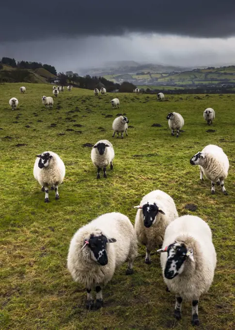 Sheep grazing on winter pasture in the Derbyshire High Peak near Hayfield with a snow storm moving in.