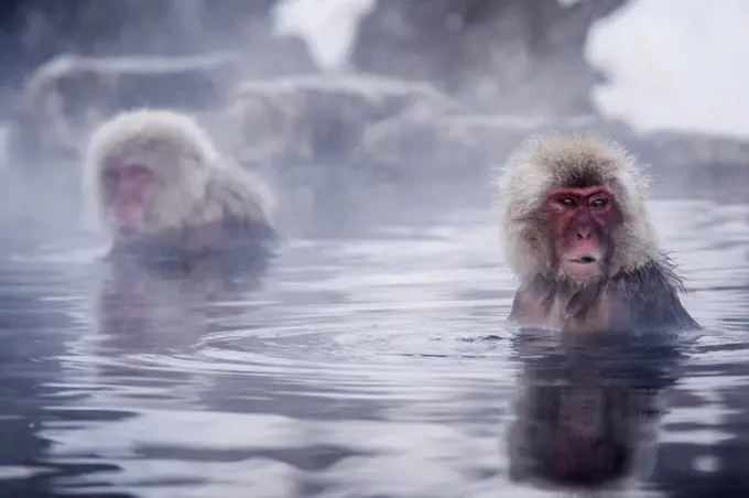 Snow Monkeys of Japan at the Jigokudani Onsen.