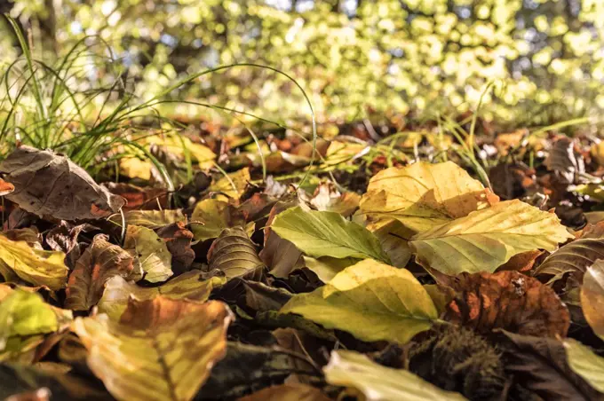 Autumn leaves on the forest floor.