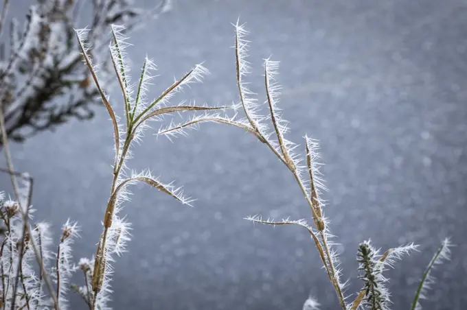 Frost on grass at Abernethy forest in Scotland.