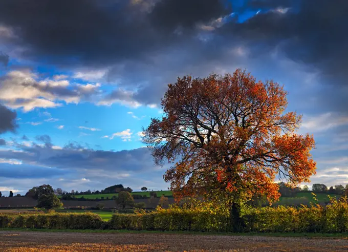 England, Somerset. Late autumnal light over countryside in Somerset.