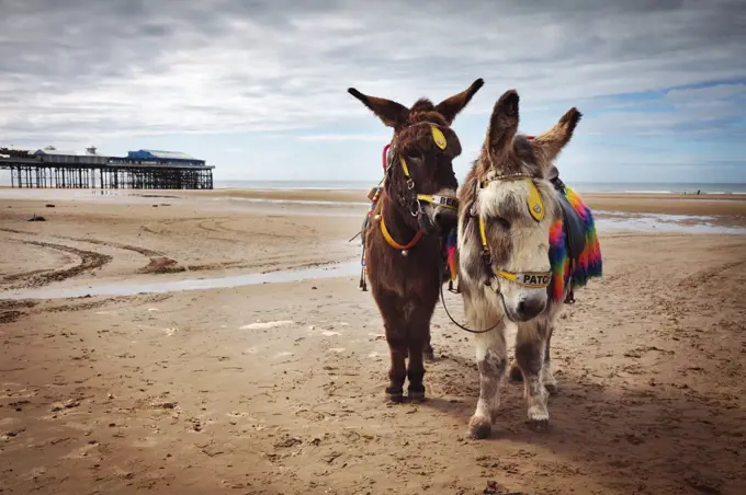 England, Lancashire, Blackpool. Donkeys Bear and Patch, saddled up and ready to offer children rides along the beach at Blackpool.