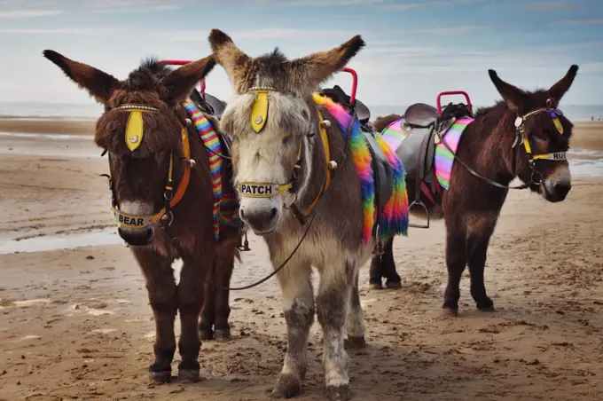 England, Lancashire, Blackpool. Donkeys saddled up and ready to offer children rides along the beach at Blackpool.