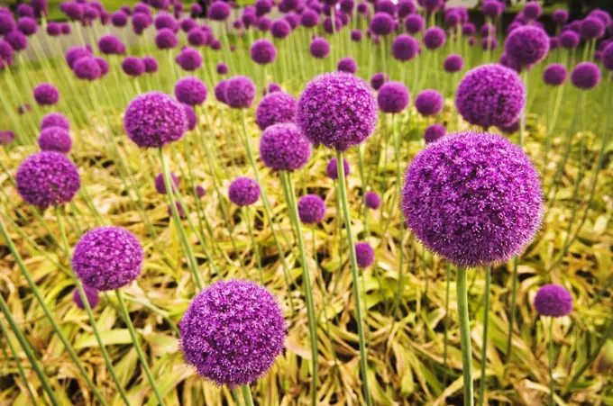 England, London, Kew Gardens. Violet round flowers at Kew Gardens.