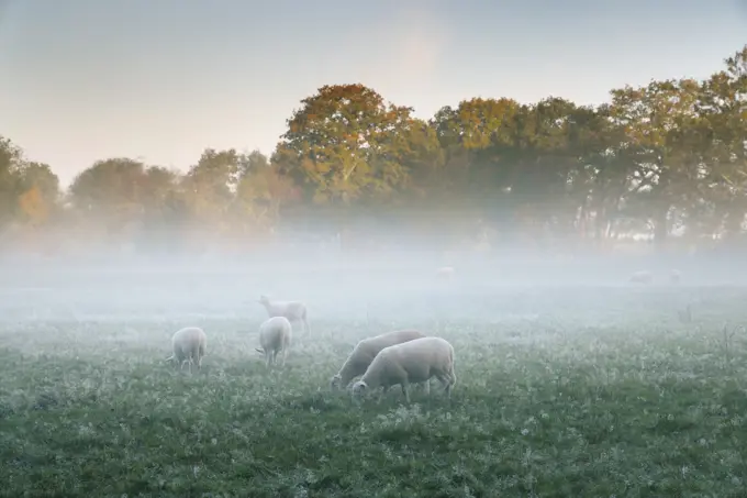 Sheep grazing on a misty autumn morning in Wales.