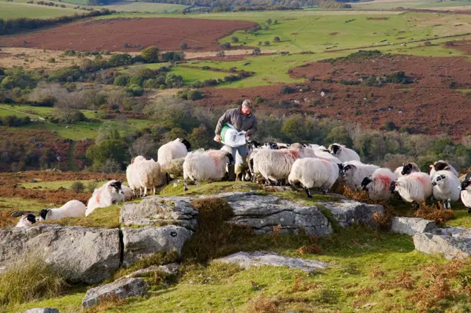 England, Devon, near Saddle Tor. A farmer feeding his sheep near Saddle Tor in Dartmoor National Park.