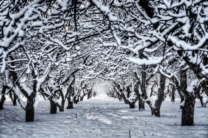 England, Cambridgeshire, Wisbech. A line of snow covered trees in an orchard.