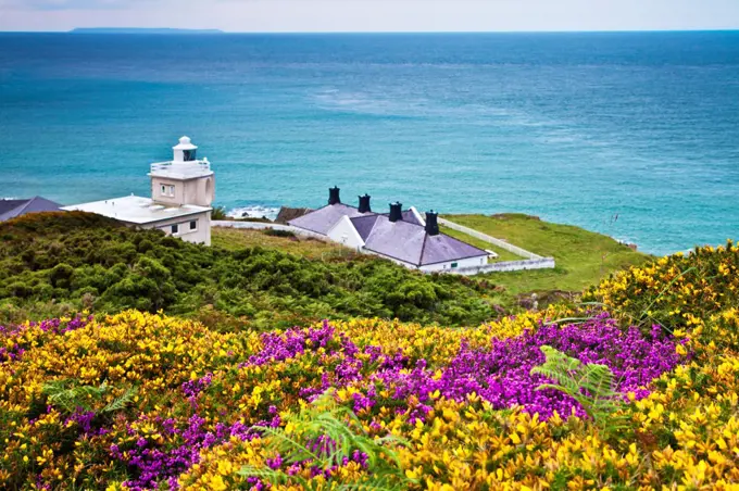 England, Devon, Woolacombe. Yellow gorse and purple heather at Bull Point Lighthouse with Lundy Island in the distance.