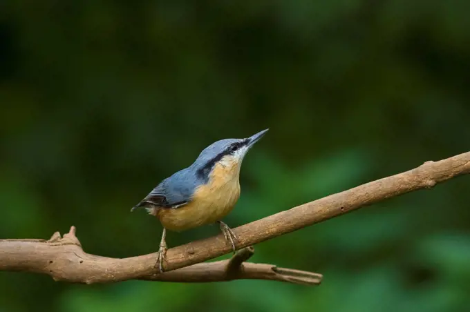 England, Derbyshire, Ticknall. A Nutchatch on a twig.