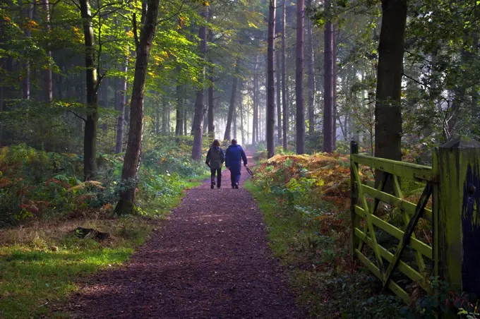 England, Leicestershire, Woodhouse Eaves. A couple walking a woodland path.