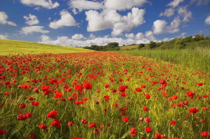 England, West Sussex, Arundel. Common poppies in a field of barley on the South Downs in Sussex.