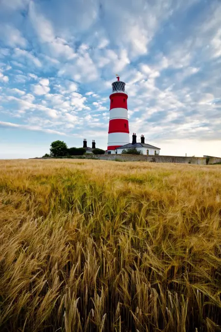 England, Norfolk, Happisburgh. Happisburgh lighthouse in a field of barley.