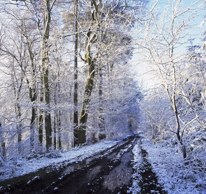 Wales, Monmouthshire, Monmouth. Snowy woodland near Trellech. Now really just a sleepy hamlet, Trellech was once one of the most important towns in Wales.