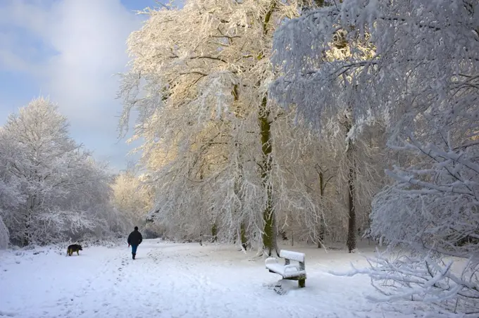 England, Essex, Brentwood. A person walking their dog through snow covered woodland.