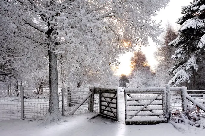 England, Essex, Brentwood. Heavy snowfall in a woodland.