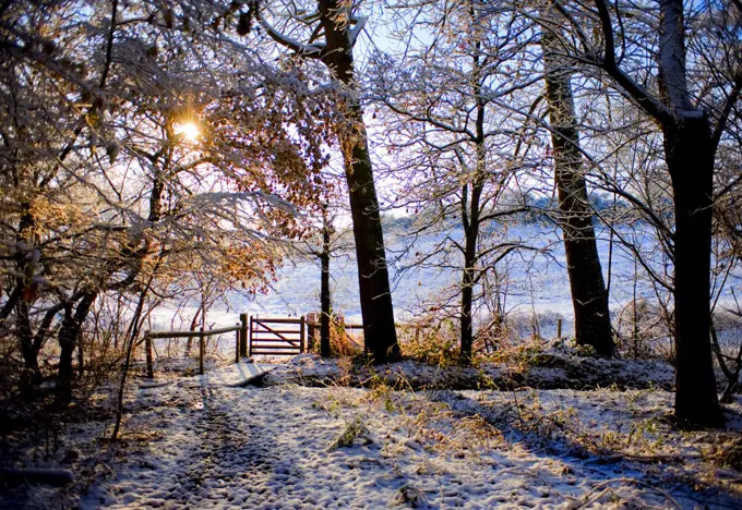 England, Essex, Brentwood. Heavy snowfall in a woodland.