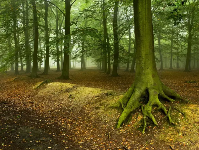 England, Essex, Brentwood. Mist lingering in the trees in Thorndon Park.