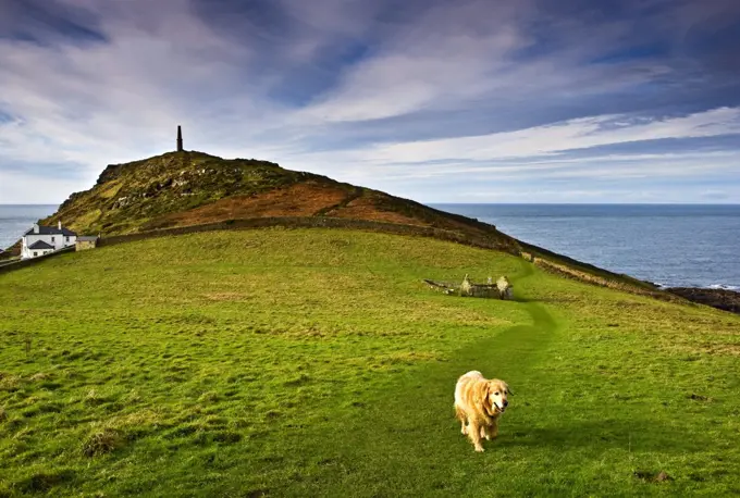 England, Cornwall, St Just. A labrador dog walking along a track away from the remains of an old chapel, St. Helen's Oratory, which dates back as far as Romano- Christian times. The chimney stack in the distance once belonged to the Cape Cornwall Mine and is a Grade II Listed building.