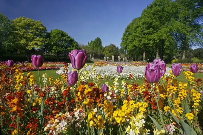 England, Warwickshire, Warwick. Colourful flowers growing in St Nicholas park in Warwick.