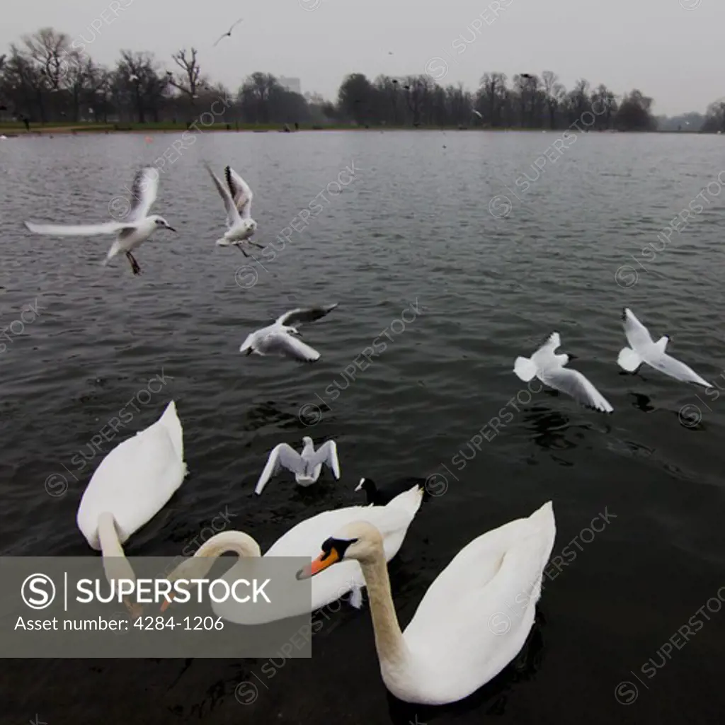 Swans in a pond, Hyde Park, London, England