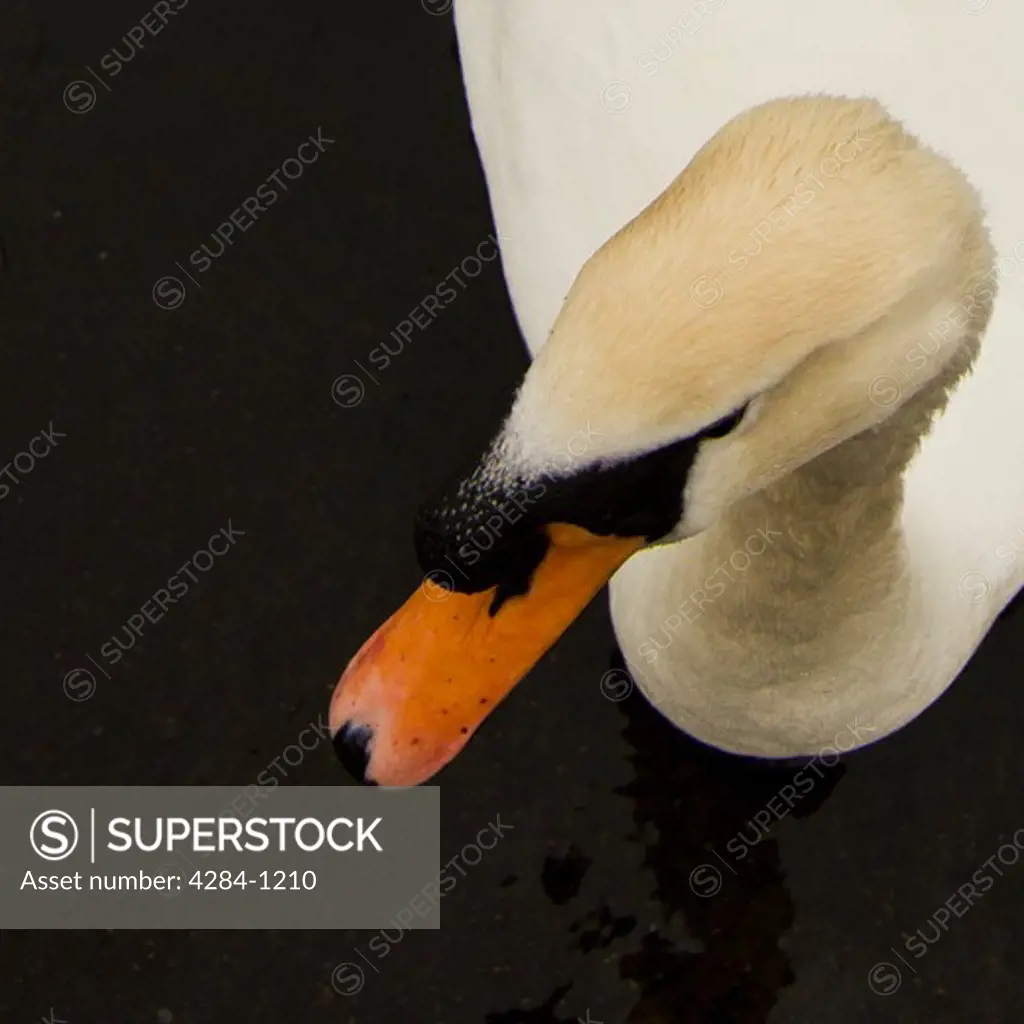 Close-up of a swan, Hyde Park, London, England