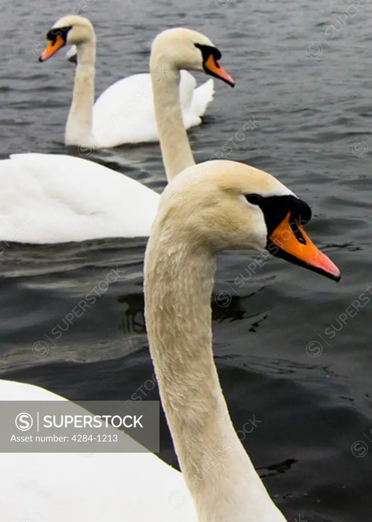 Swans in a pond, Hyde Park, London, England