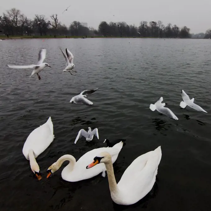 Swans in a pond, Hyde Park, London, England