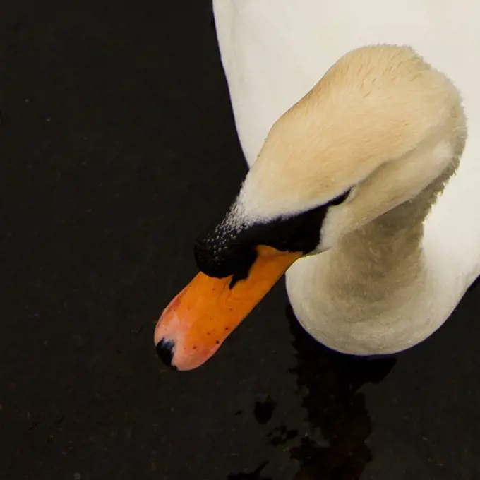 Close-up of a swan, Hyde Park, London, England