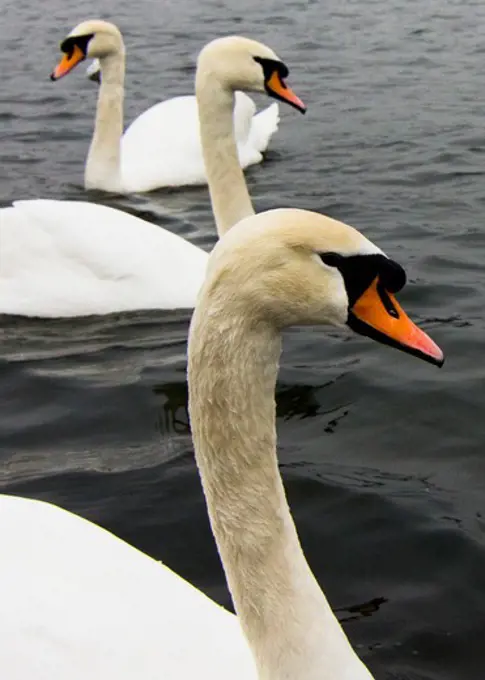 Swans in a pond, Hyde Park, London, England