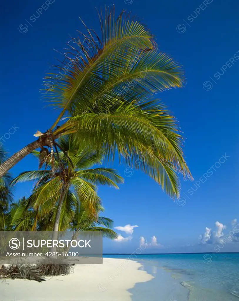 Tropical Island Beach Scene with palm trees on Ari Atoll, Maldive Islands, Indian Ocean