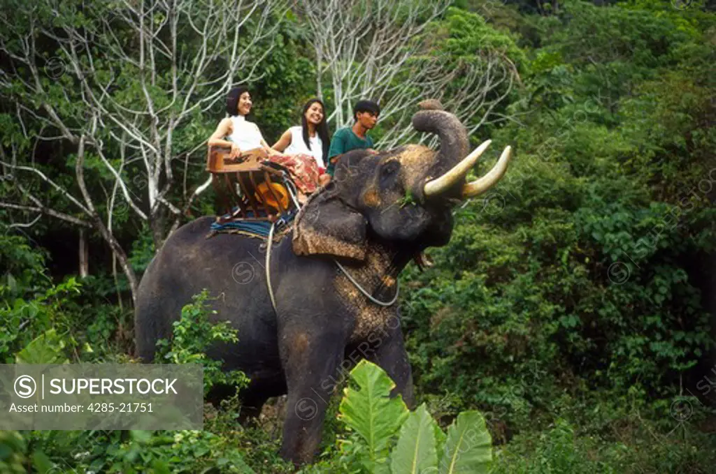 Thailand, Phuket, Elephant Trekking