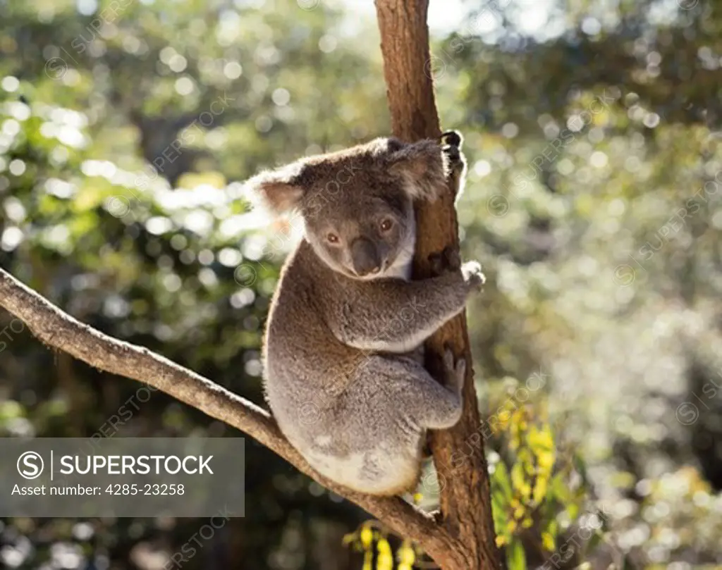 Australia,Koala