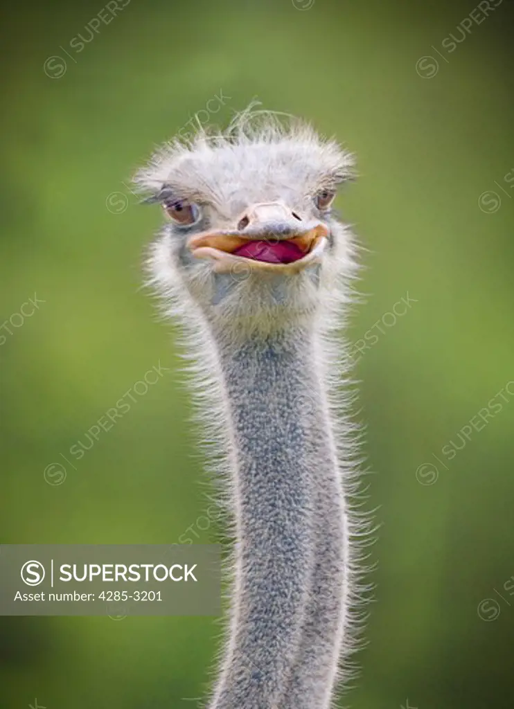 Ostrich head and neck close-up with fine, wispy/hairy looking feathers, looking at viewer, with mouth half-open showing red tongue