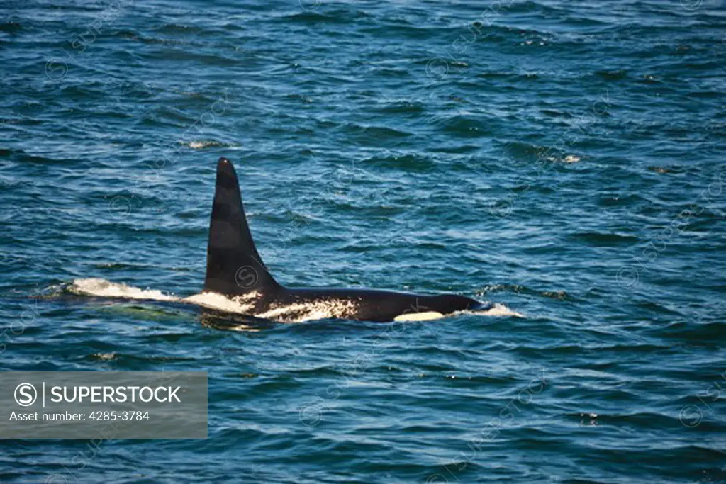 single male orca showing only dorsal fin and just upper part of body