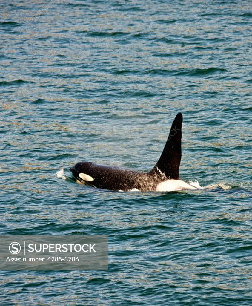 single male orca showing only dorsal fin and just upper part of body