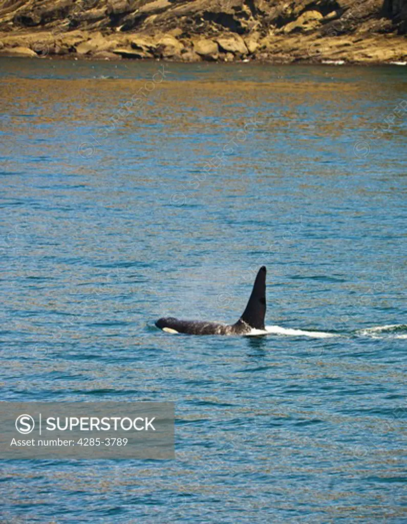 orca with dorsal fin showing and top of body with shore rocks in background