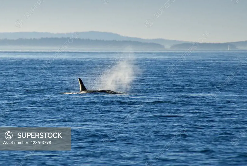 single male orca showing only dorsal fin and just upper part of body with spout and wooded land