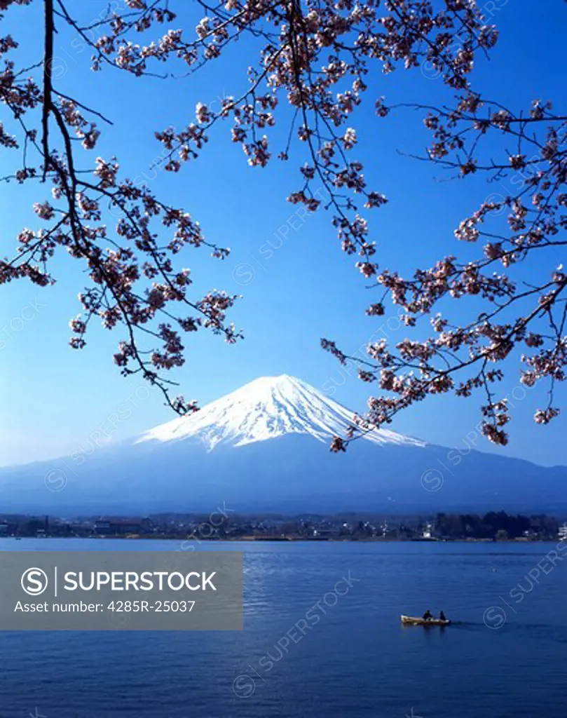 Japan, Lake Kawaguchi, Mount Fuji, Cherry Blossoms