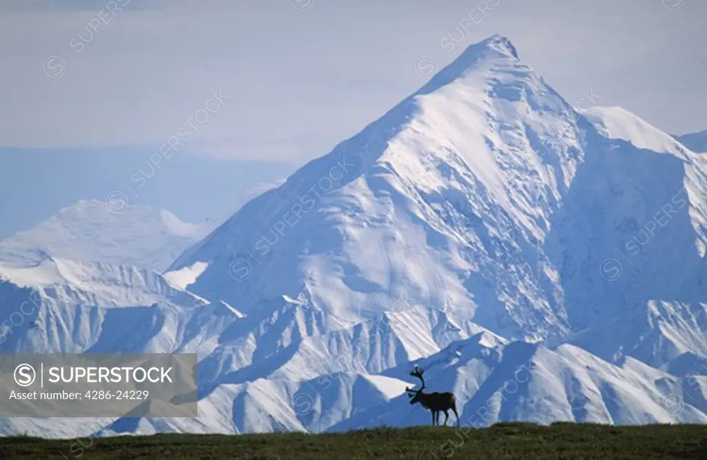 Caribou Silhouette in the Alaska Range, Denali National Park, Alaska