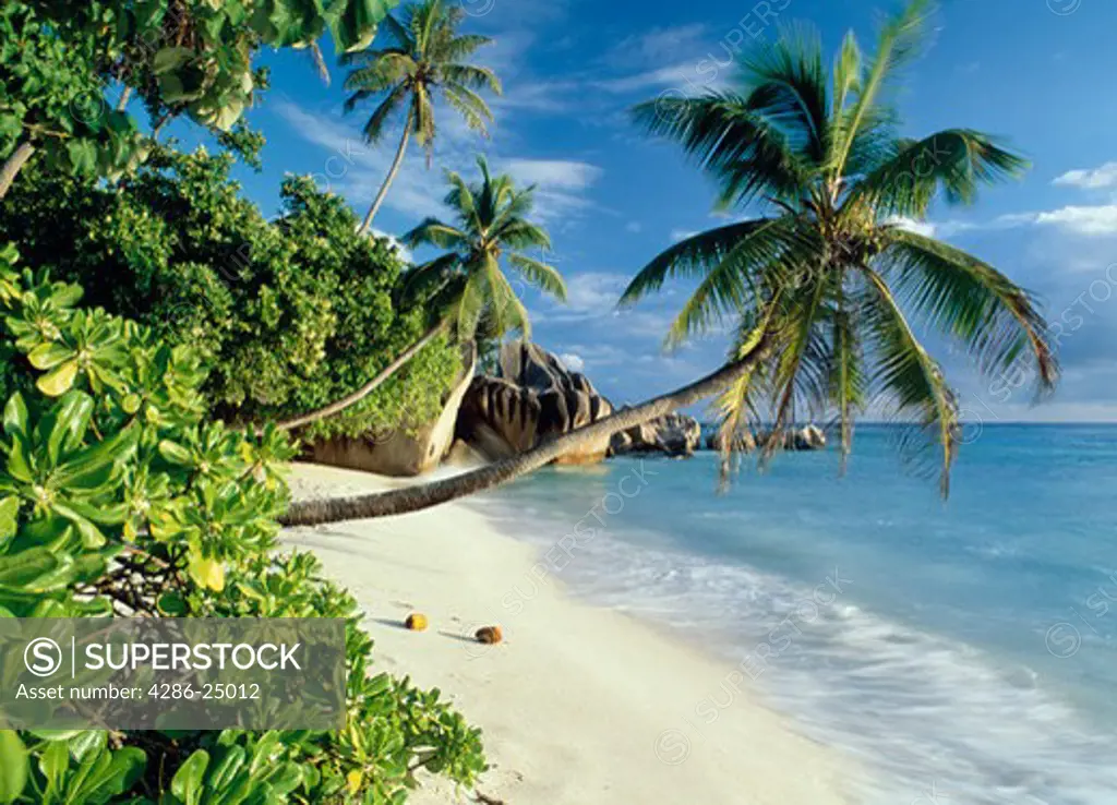 Palm tree growing out over a white sandy beach on La Digue Island, Seychelles.