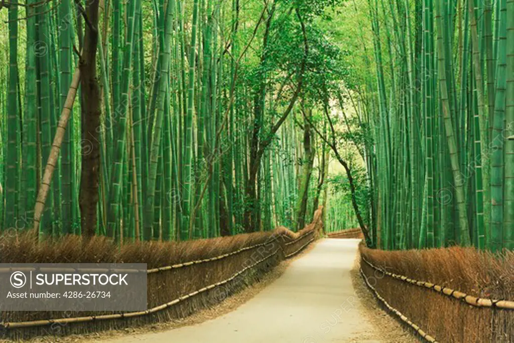 Bamboo forests at Arashiyama Park in Kyoto Japan