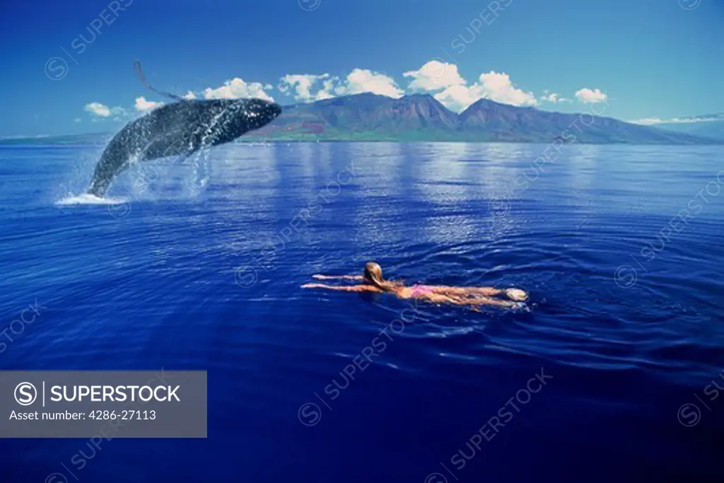 Humpback whale Megaptera novaeangliae with woman swimming off Island of Maui 