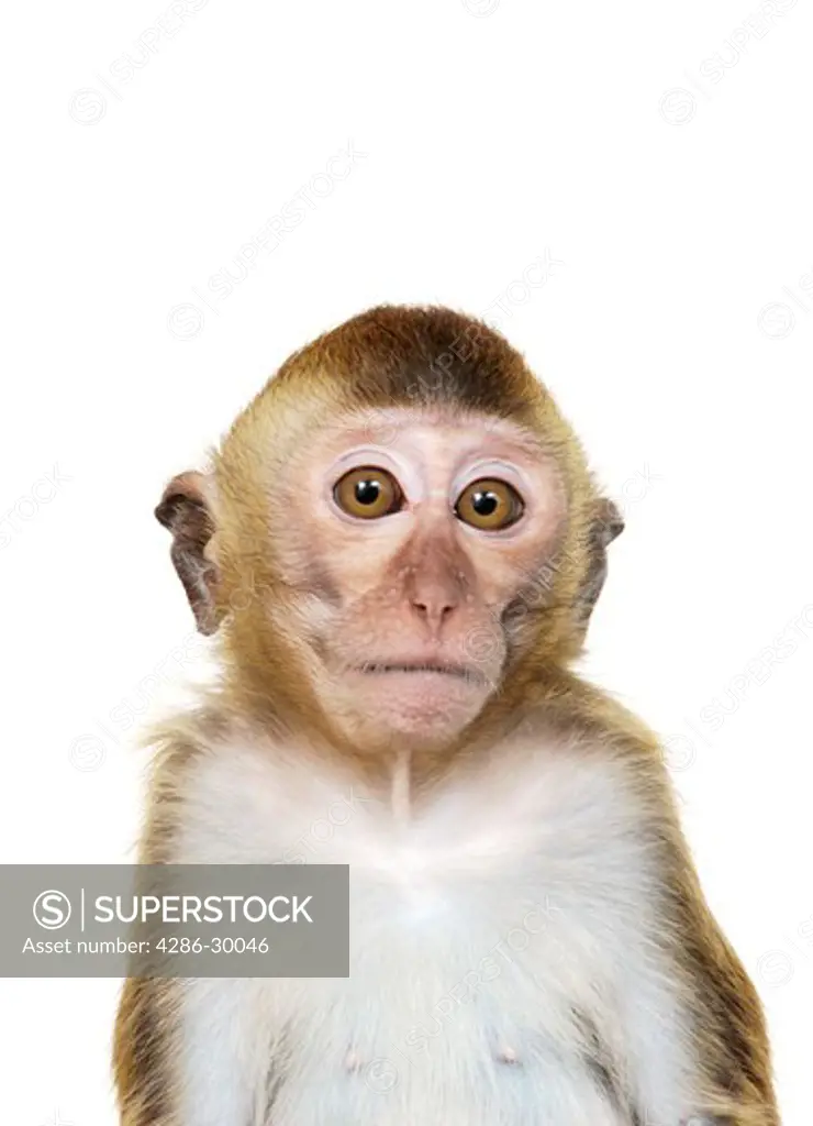 Java Macaque Monkey