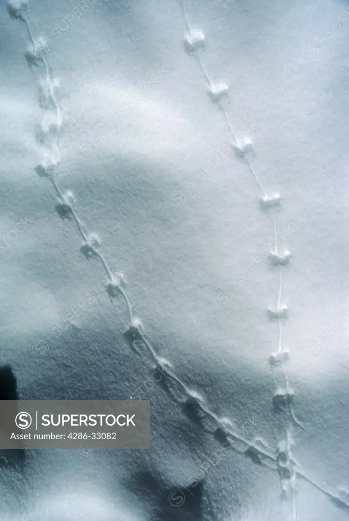 Small mammal tracks in fresh snow, Rocky Mtn Nat'l Park, CO